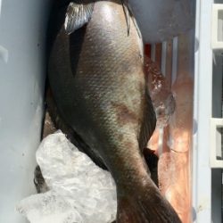 鵜来島家本渡船 釣果