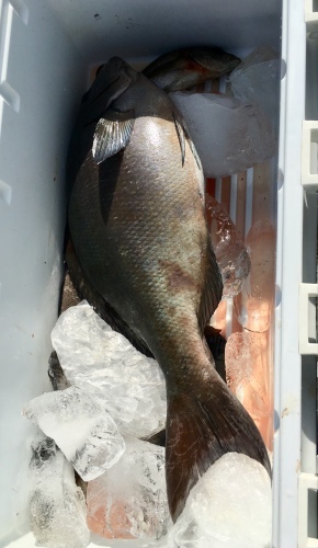 鵜来島家本渡船 釣果