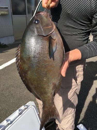 鵜来島家本渡船 釣果