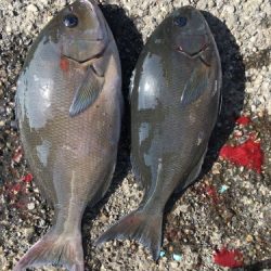 鵜来島家本渡船 釣果