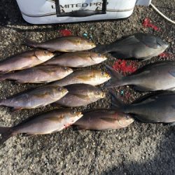 鵜来島家本渡船 釣果