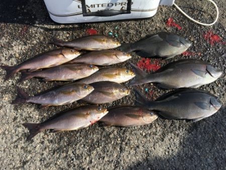 鵜来島家本渡船 釣果