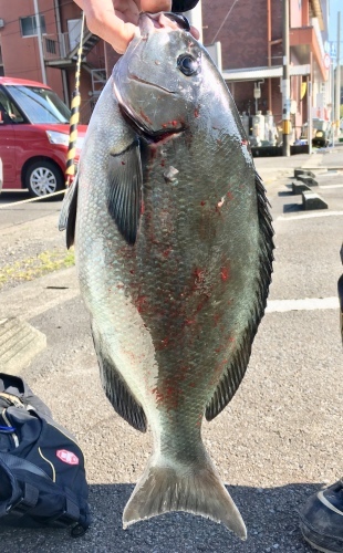鵜来島家本渡船 釣果
