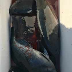 鵜来島家本渡船 釣果