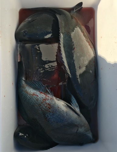 鵜来島家本渡船 釣果