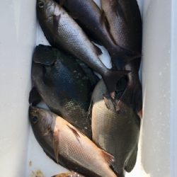鵜来島家本渡船 釣果