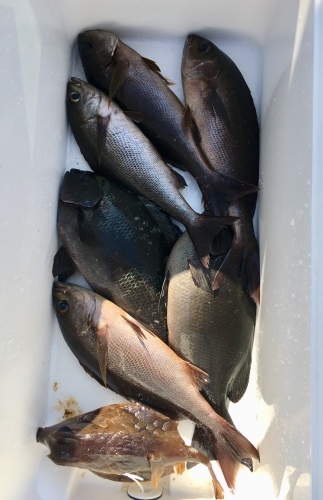 鵜来島家本渡船 釣果