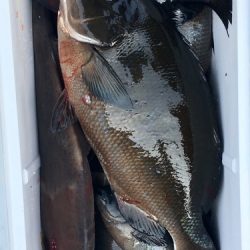 鵜来島家本渡船 釣果