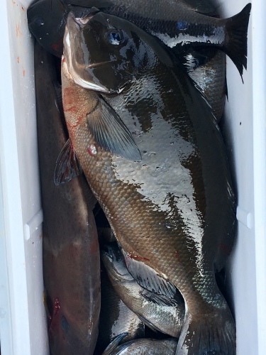 鵜来島家本渡船 釣果