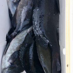 鵜来島家本渡船 釣果