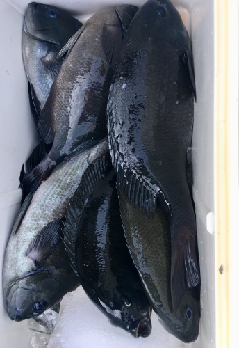 鵜来島家本渡船 釣果