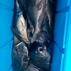 鵜来島家本渡船 釣果