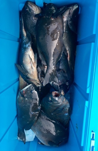 鵜来島家本渡船 釣果