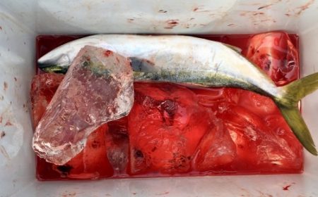 鵜来島家本渡船 釣果