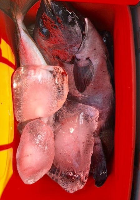 鵜来島家本渡船 釣果