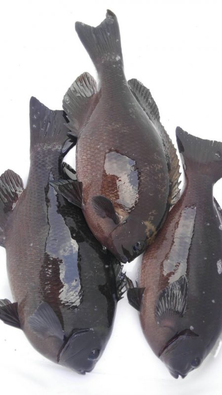 鵜来島家本渡船 釣果