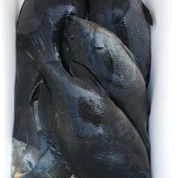 鵜来島家本渡船 釣果