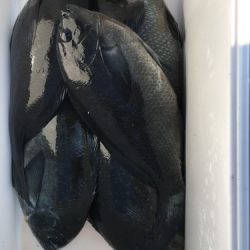鵜来島家本渡船 釣果