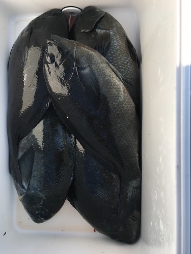 鵜来島家本渡船 釣果