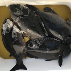 鵜来島家本渡船 釣果