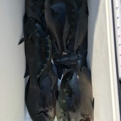 鵜来島家本渡船 釣果