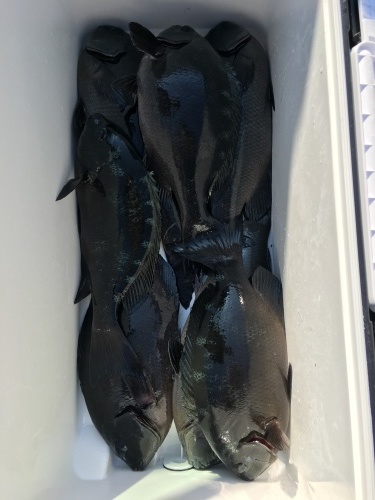 鵜来島家本渡船 釣果