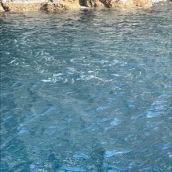 鵜来島家本渡船 釣果