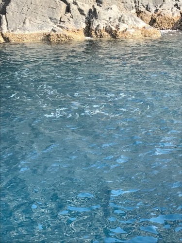 鵜来島家本渡船 釣果