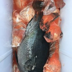 鵜来島家本渡船 釣果