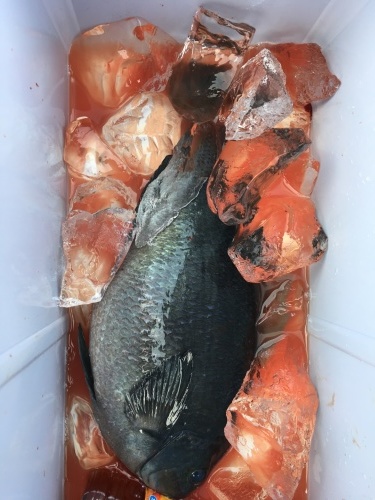 鵜来島家本渡船 釣果