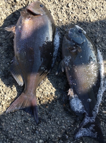 鵜来島家本渡船 釣果