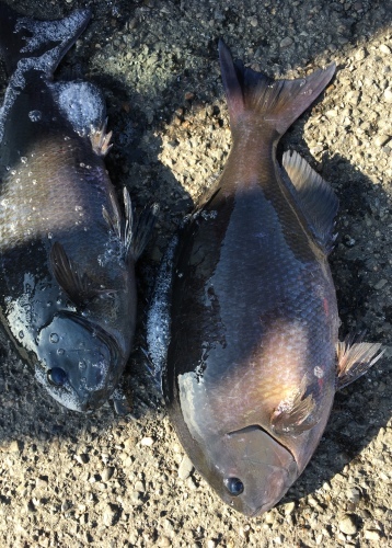 鵜来島家本渡船 釣果