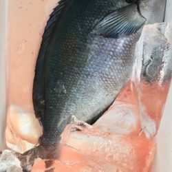 鵜来島家本渡船 釣果
