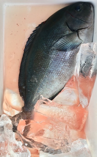 鵜来島家本渡船 釣果