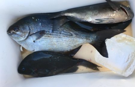 鵜来島家本渡船 釣果