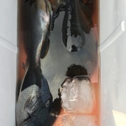 鵜来島家本渡船 釣果