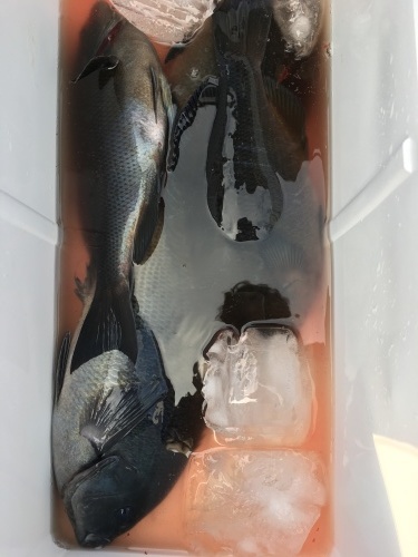 鵜来島家本渡船 釣果