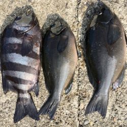 鵜来島家本渡船 釣果