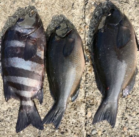 鵜来島家本渡船 釣果