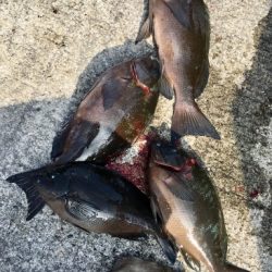 鵜来島家本渡船 釣果