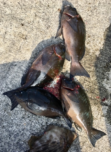 鵜来島家本渡船 釣果