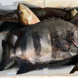 鵜来島家本渡船 釣果