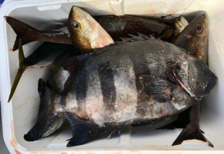 鵜来島家本渡船 釣果