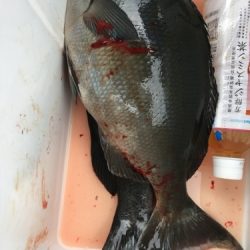 鵜来島家本渡船 釣果