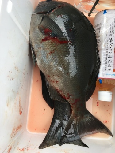 鵜来島家本渡船 釣果