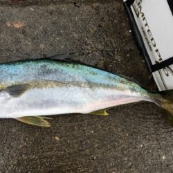 鵜来島家本渡船 釣果