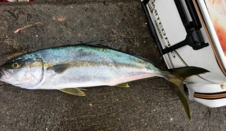 鵜来島家本渡船 釣果