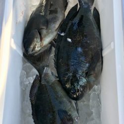 鵜来島家本渡船 釣果