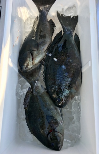 鵜来島家本渡船 釣果