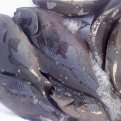 鵜来島家本渡船 釣果